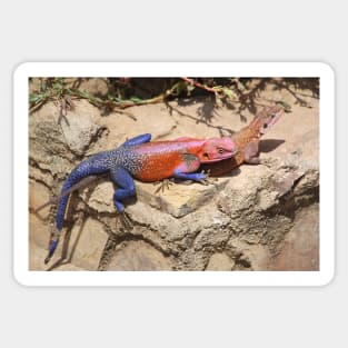 East African Rainbow Agama, Mating Sticker